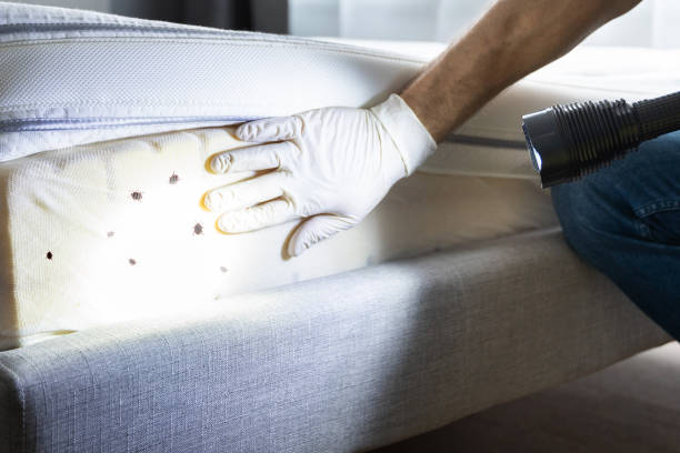 Best Mosquito Control Services  in Frankford, DE