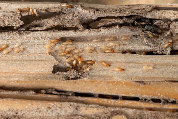 Best Pest Prevention Services  in Frankford, DE